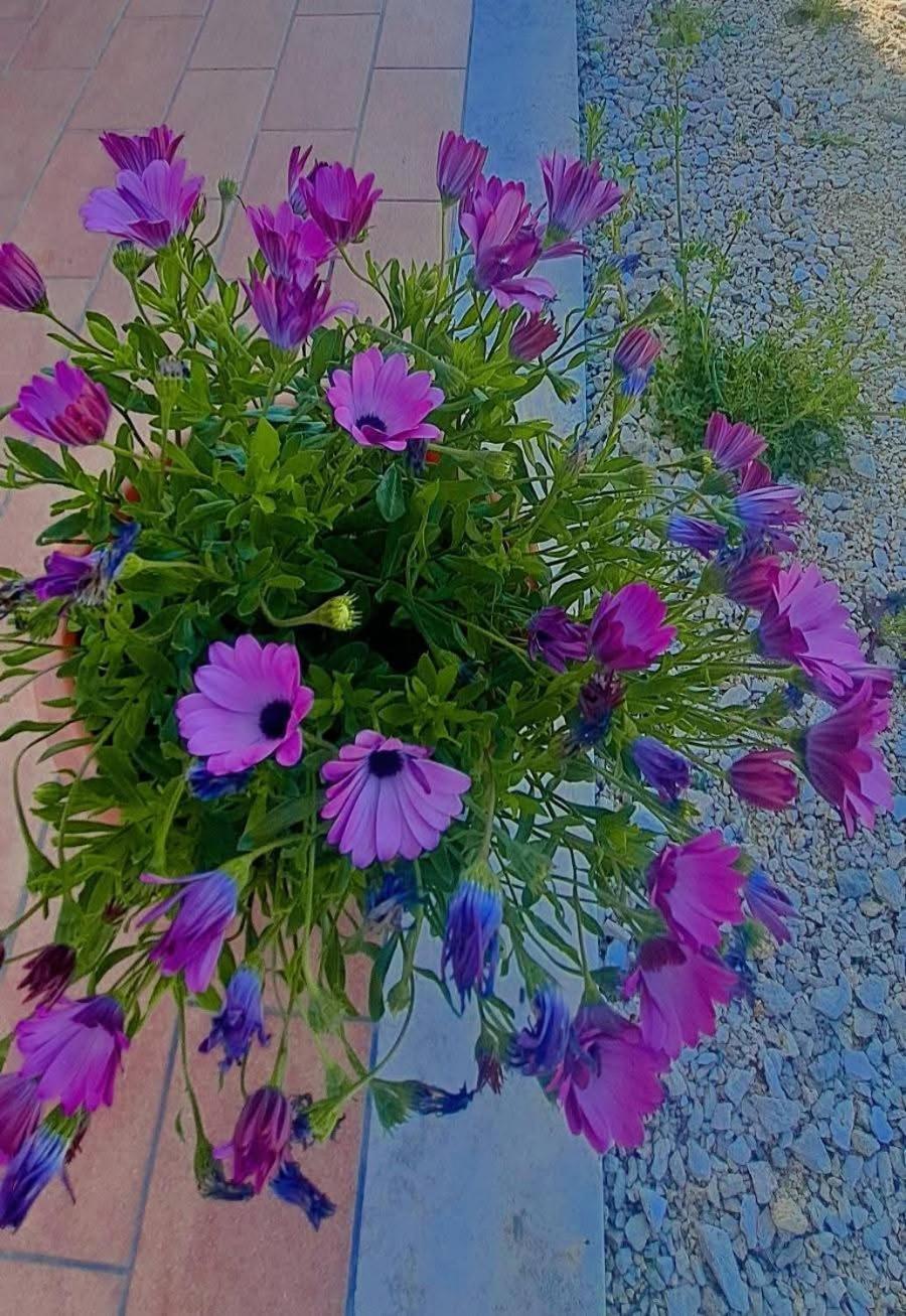 סטורניה Agriturismo Maremma Amara מראה חיצוני תמונה